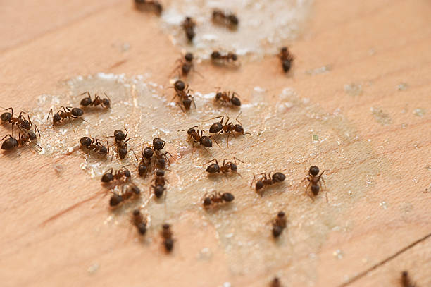 Best Cockroach Control Services  in Gilbert, AZ
