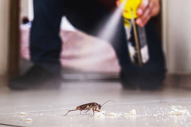 Pest Prevention Services in Gilbert, AZ